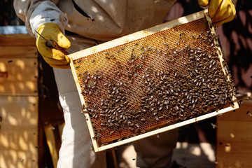 Honey Honey